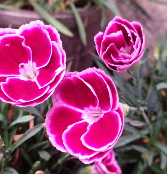 Пищевой цветок Гвоздики, 25 шт.